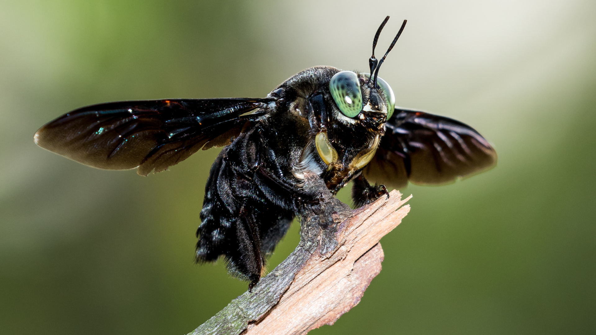 Bees